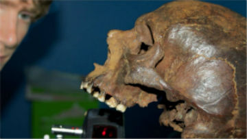 Mary Rose skull